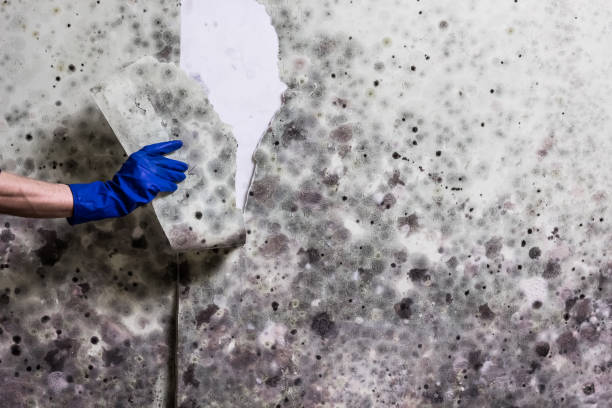 Best Mold Remediation for Specific Building Types in Archer, FL