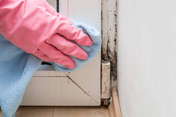 Best White Mold Remediation in Archer, FL